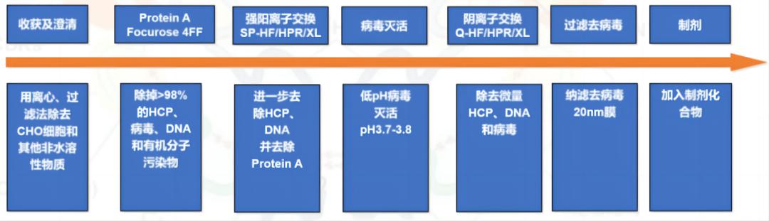 克隆抗體下游工藝過程