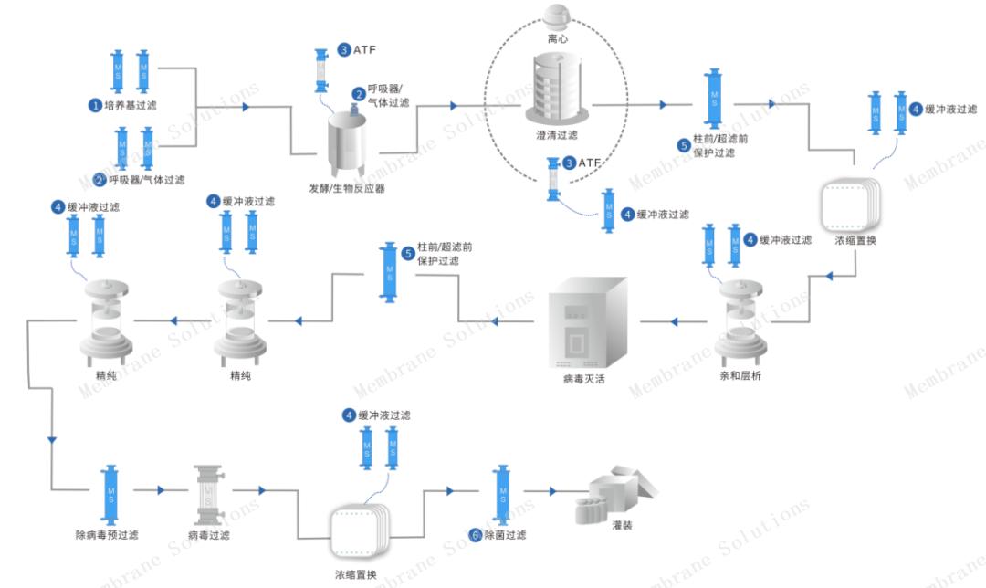 傳統(tǒng)單克隆抗體制備工藝流程圖