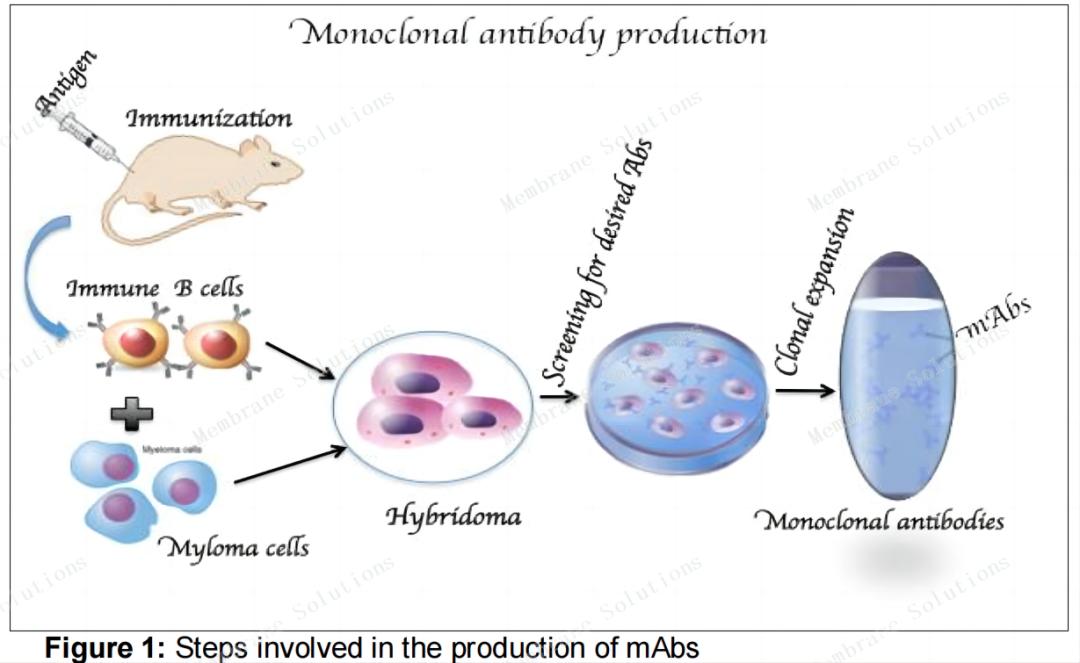 單克隆抗體制備中的技術(shù)